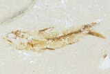 Two Cretaceous Fossil Fish (Armigatus) - Lebanon #110841-2